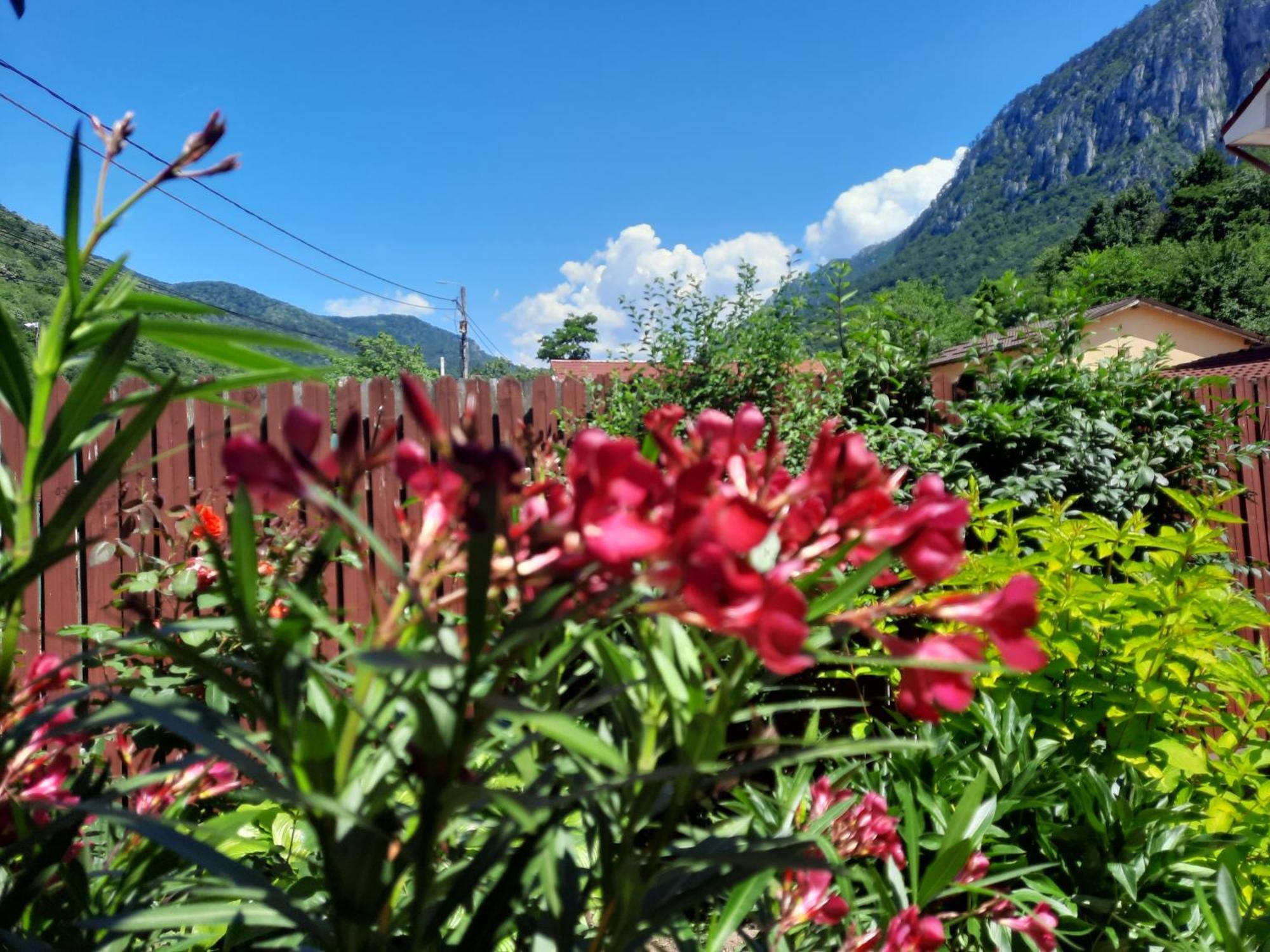 Pension Eden Băile Herculane المظهر الخارجي الصورة